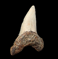Large Cretoxyrhina mantelli shark tooth for sale
