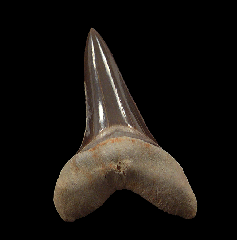 Kansas C. mantelli tooth for sale 