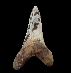 Rare Cretoxyrhina mantelli tooth for sale