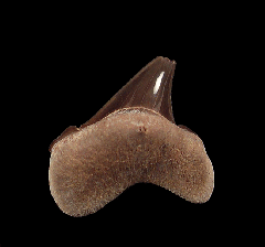 Real Cretoxyrhina mantelli tooth for sale