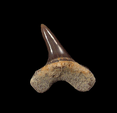 C. mantelli shark tooth for sale