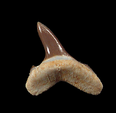 Cretoxyrhina mantelli shark tooth for sale 