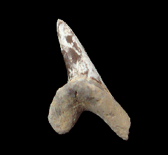 Real Cretoxyrhina mantelli shark tooth for sale 