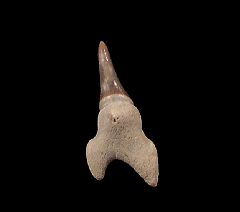 Cretoxyrhina mantelli tooth from Kansas