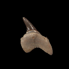 Perfect Cretoxyrhina mantelli shark tooth from Kansas