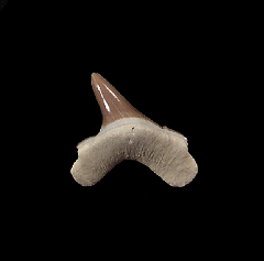 Kansas Cretoxyrhina mantelli tooth for sale