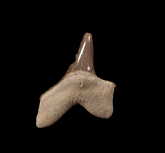 Cretoxyrhina mantelli tooth from Gove County