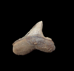 Cretoxyrhina mantelli tooth on matrix