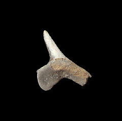 Gore County Cretoxyrhina mantelli tooth for sale