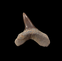 Cretoxyrhina mantelli
