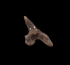 Cretoxyrhina mantelli