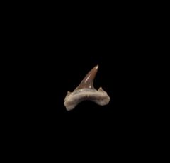 Kansas Carcharias amonensis tooth for sale | Buried Treasure Fossils
