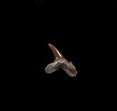 Carcharias amonensis tooth for sale | Buried Treasure Fossils