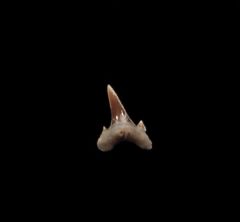 Carcharias amonensis shark tooth for sale | Buried Treasure Fossils