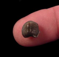 Kansas Ptychodus anonymus tooth for sale | Buried Treasure Fossils
