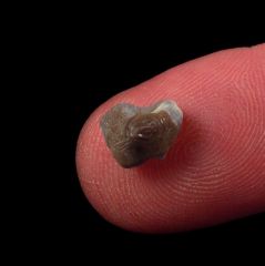 Large Ptychodus whipplei shark tooth for sale | Buried Treasure Fossils