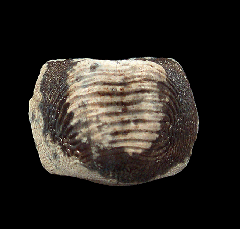 Large Ptychodus marginallis shark tooth for sale 