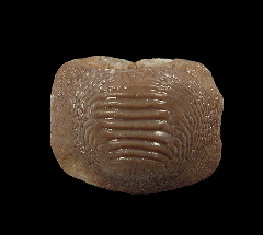 Large Ptychodus mammillaris shark tooth for sale
