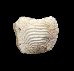 Kansas Ptychodus mammillaris tooth for sale