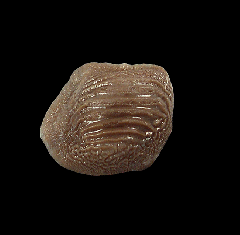 Ptychodus mammillaris tooth for sale