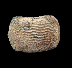 Ptychodus polygyrus tooth
