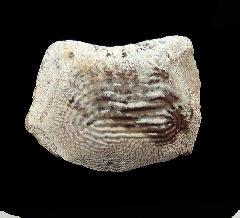Ptychodus polygyrus