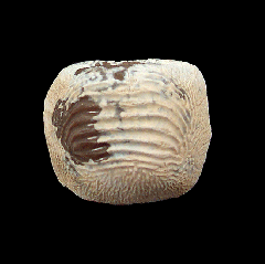 Ellis County Ptychodus polygyrus tooth for sale