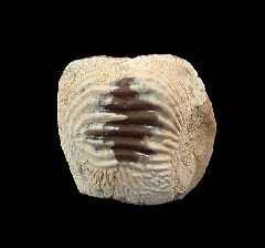 Kansas Ptychodus polygyrus tooth for sale