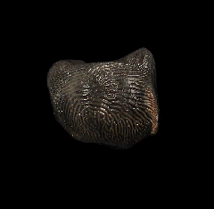 Ptychodus occidentalis tooth