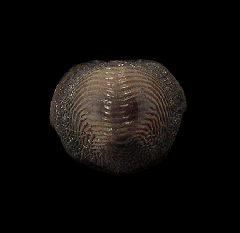 Ptychodus occidentalis shark tooth for sale