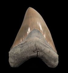 Otodus megalodon