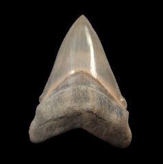 Otodus chubutensis