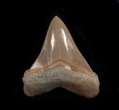 Otodus chubutensis