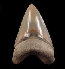Carcharocles megalodon