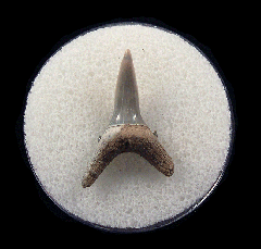 Real LC Sand tiger shark tooth for sale | Buried Treasure Fossils