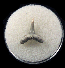 Cheap Lee Creek Sand tiger shark shark tooth | Buried Treasure Fossils