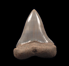 Perfect Lee Creek Cosmopolitodus tooth for sale | Buried Treasure Fossils