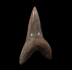 Perfect Lee Creek Cosmopolitodus tooth for sale | Buried Treasure Fossils