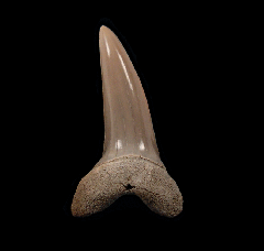 Aurora Isurus desori tooth | Buried Treasure Fossils