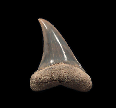 Extra Large Lee Creek Isurus oxyrinchus tooth for sale |Buried Treasure Fossils