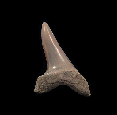 Aurora Isurus desori tooth for sale | Buried Treasure Fossils