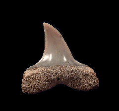 Lee Creek Longfin Mako tooth | Buried Treasure Fossils