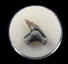 Physogaleus aduncus LC472 | Buried Treasure Fossils