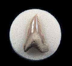 Lee Creek Hemipristis shark tooth for sale | Buried Treasure Fossils