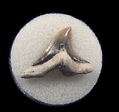 Hemipristis serra