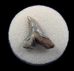 Hemipristis serra