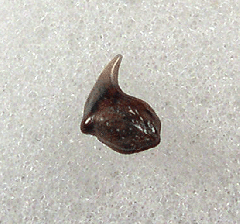 Aurora Rhincodon typus tooth | Buried Treasure Fossils