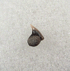 Aurora Rhincodon typus tooth | Buried Treasure Fossils