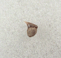 Aurora Rhincodon typus tooth | Buried Treasure Fossils