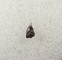 Rhincodon typus tooth for sale